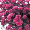 Sedum Telephium Oriental Dancer